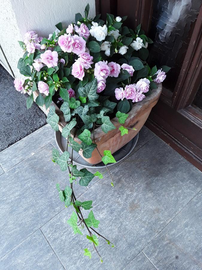 Völkermarkt Gaestehaus Kuchernig מראה חיצוני תמונה